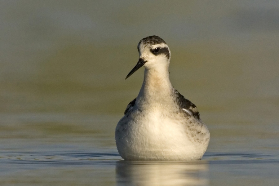 Red-necked Phalarope