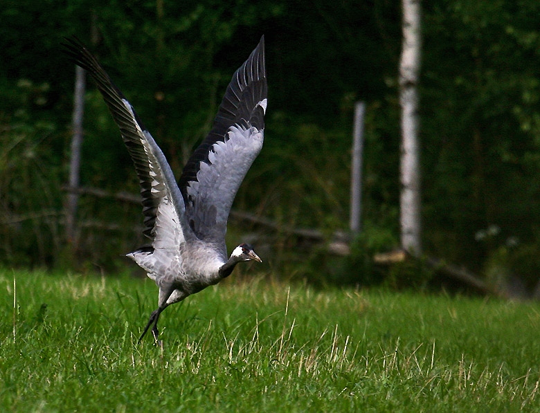 Common Crane
