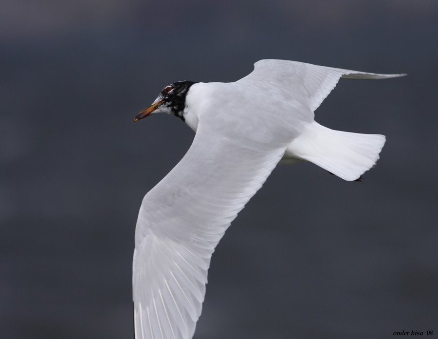 Mediterranean Gull