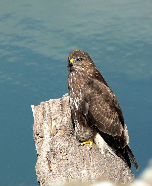 Common Buzzard