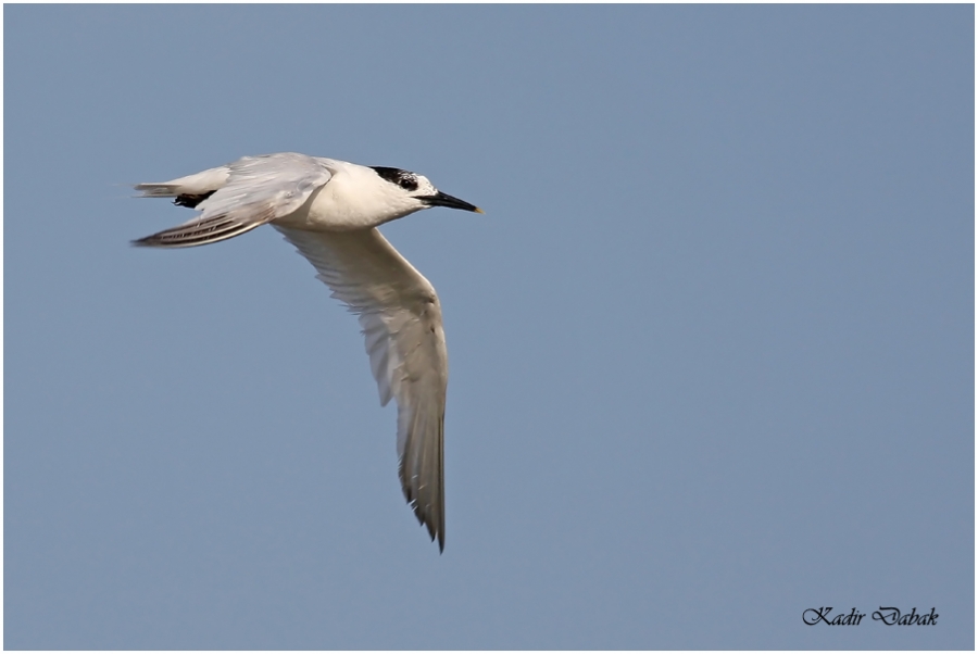 Sandwich Tern