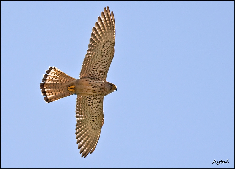 Common Kestrel
