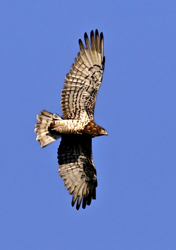 Yılan kartalı