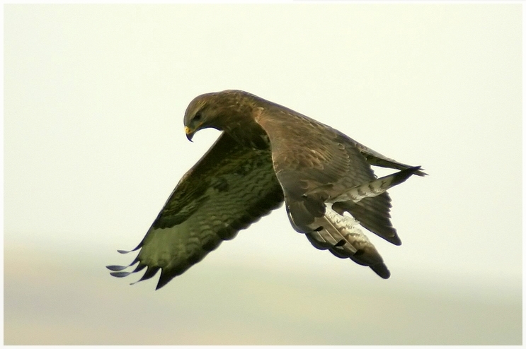 Common Buzzard