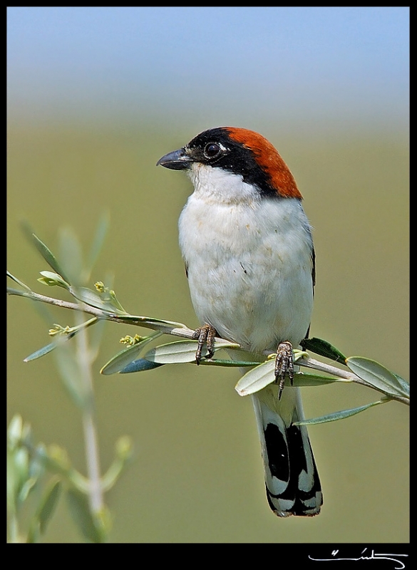 Woodchat Shrike