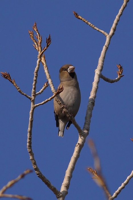 Hawfinch