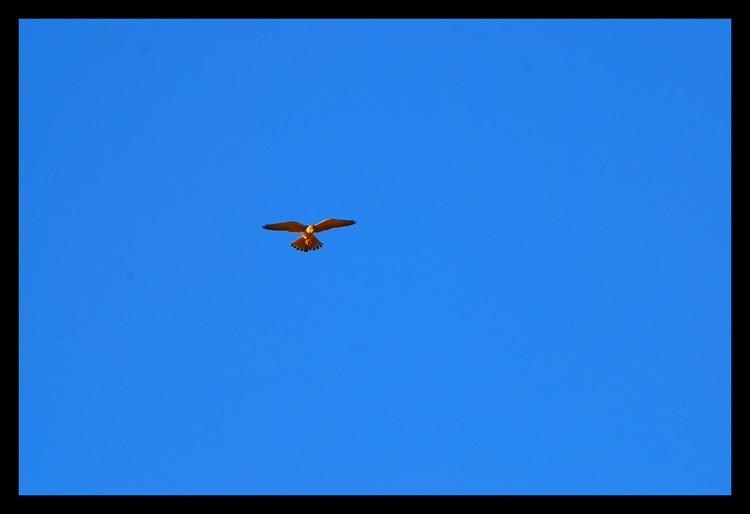Common Kestrel