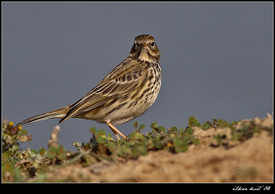 Meadow Pipit