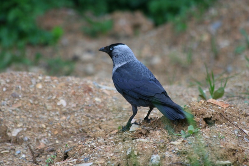 Western Jackdaw