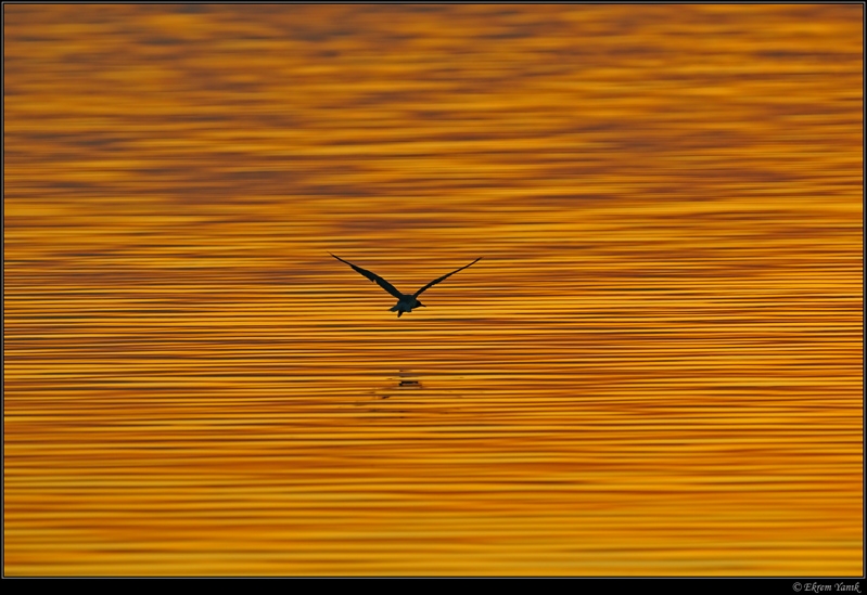 Black-headed Gull