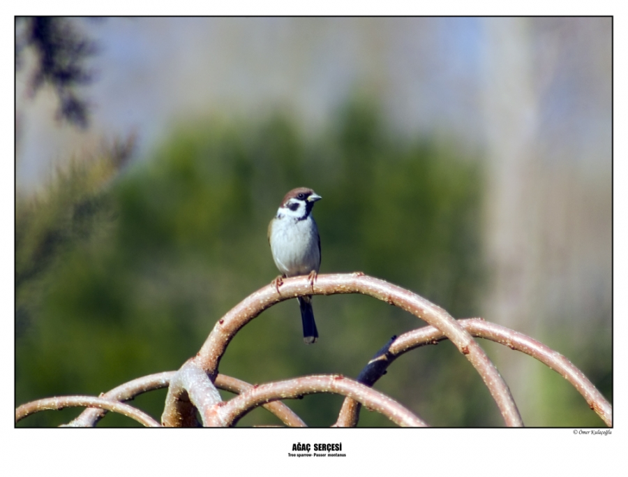 Eurasian Tree Sparrow