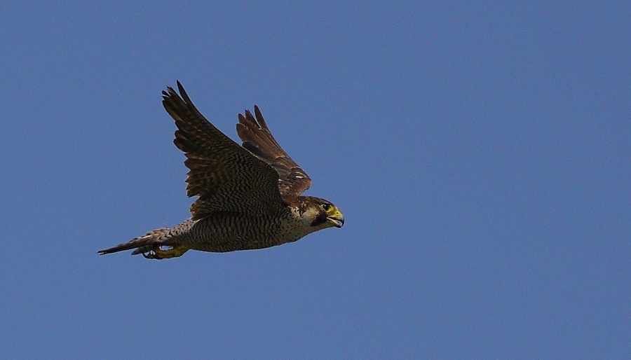 Peregrine Falcon