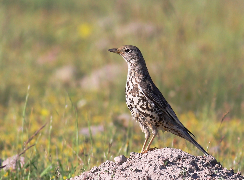 Mistle Thrush
