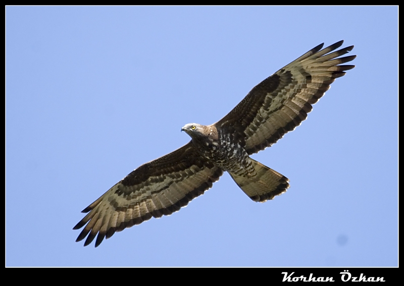 European Honey Buzzard