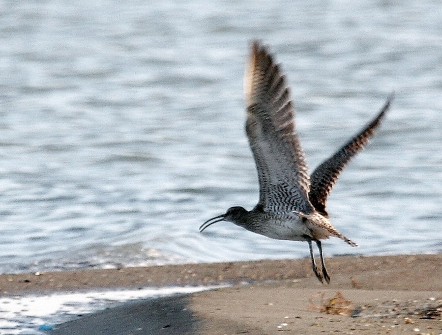 Eurasian Curlew