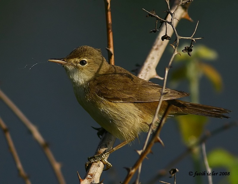 Common Reed Warbler