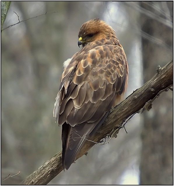 Common Buzzard