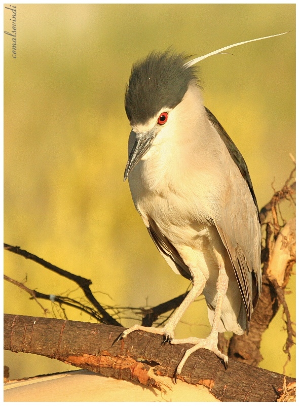 Black-crowned Night Heron