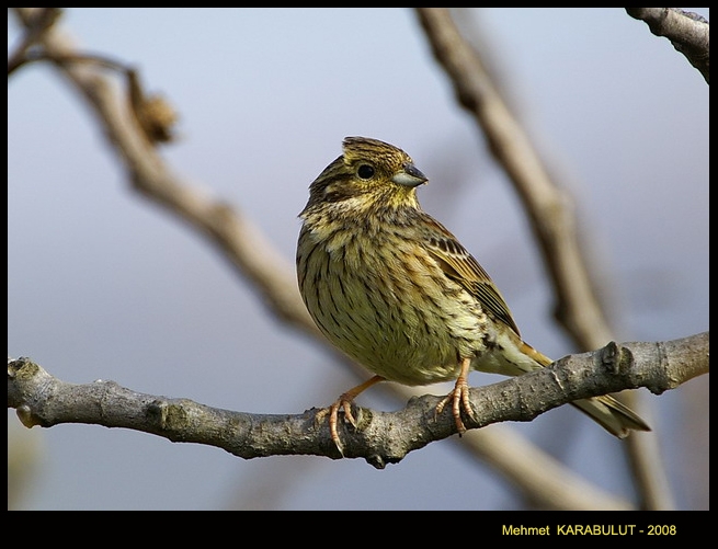 Cirl Bunting