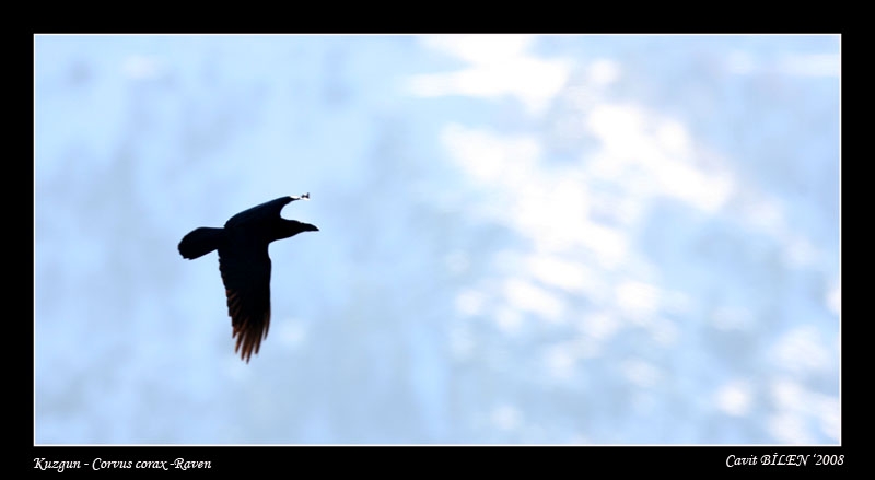Northern Raven