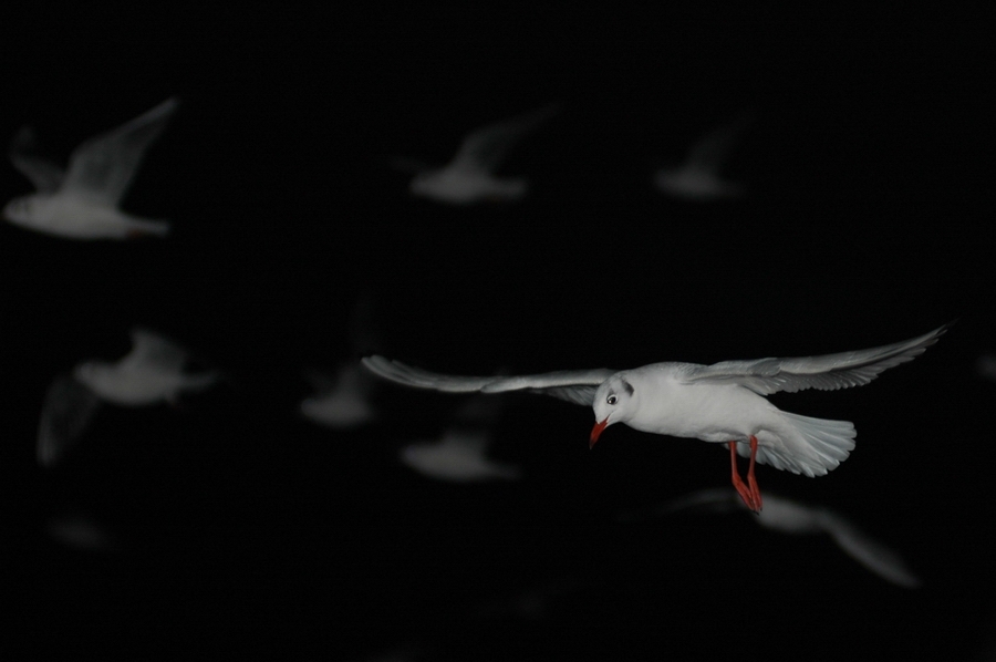 Black-headed Gull
