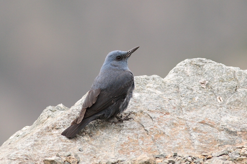 Blue Rock Thrush
