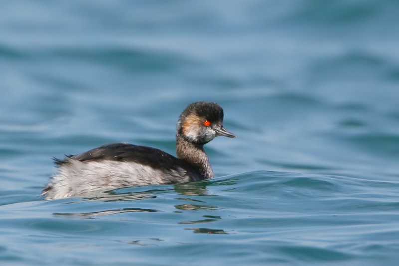 Black-necked Grebe