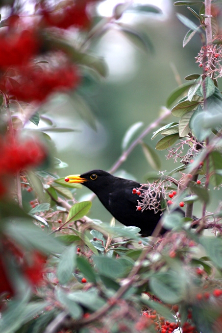 Common Blackbird