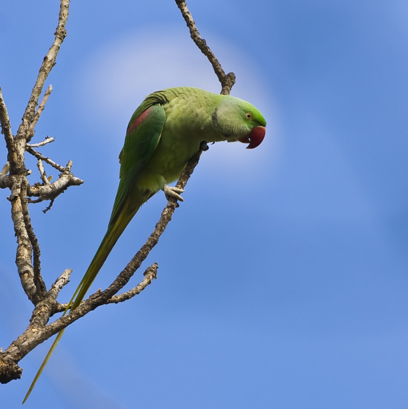 Alexandrine Parakeet