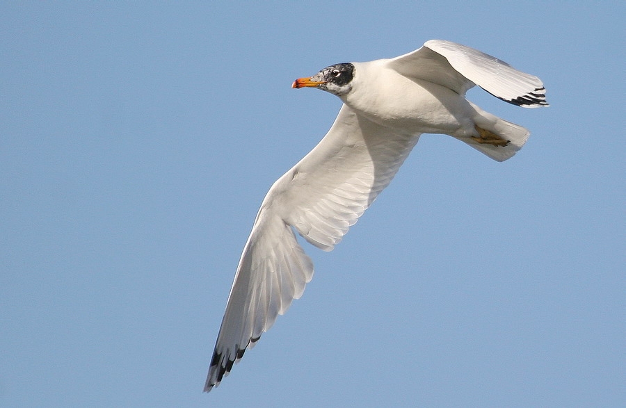 Pallas`s Gull