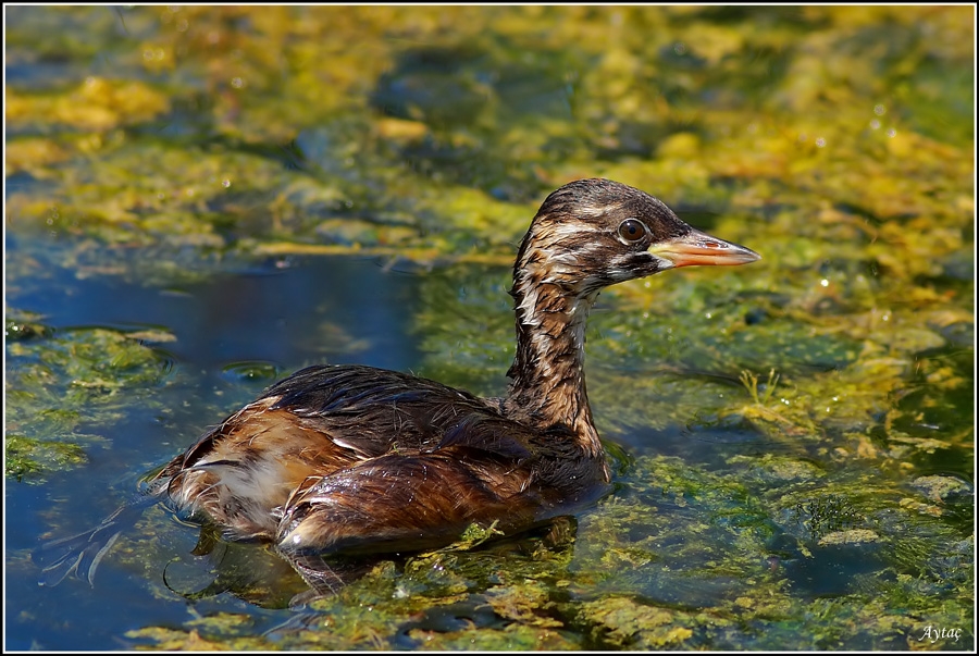 Little Grebe