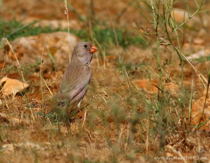Küçük alamecek