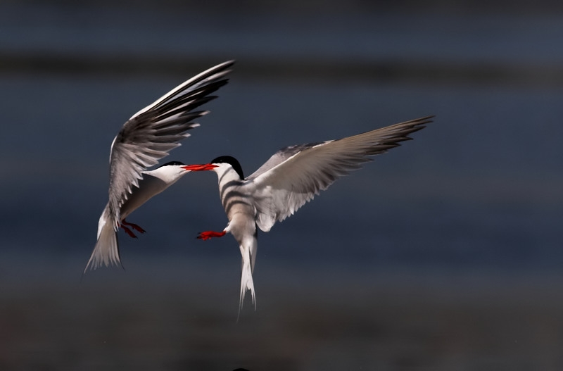 Common Tern