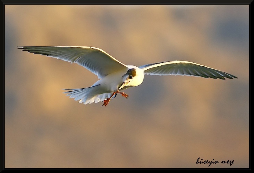 White-winged Tern