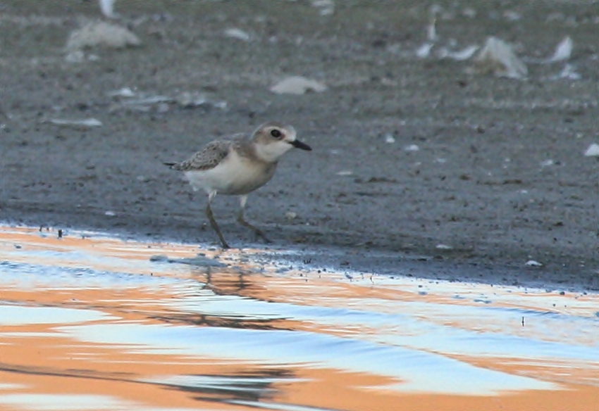 Greater Sand Plover