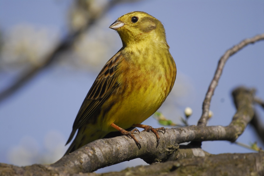 Yellowhammer