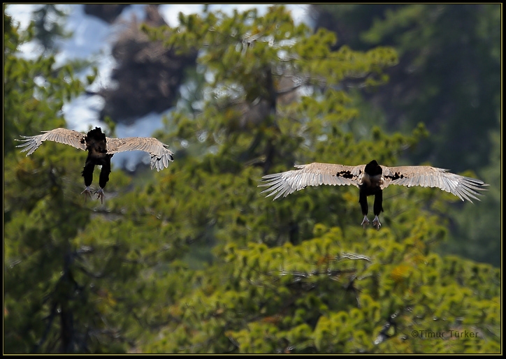 Cinereous Vulture