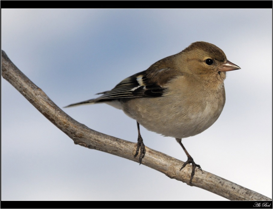 Eurasian Chaffinch