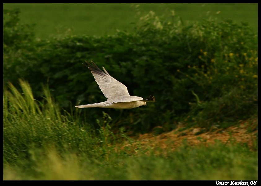 Pallid Harrier