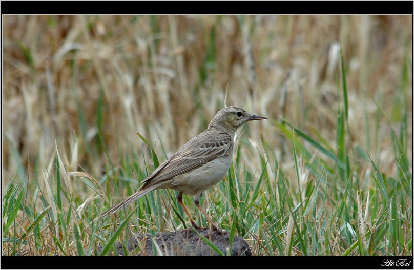 Tawny Pipit