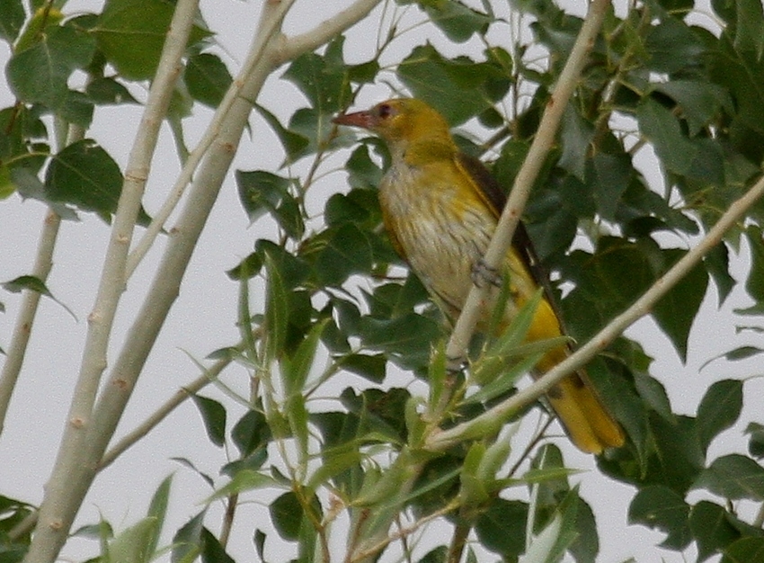 Eurasian Golden Oriole