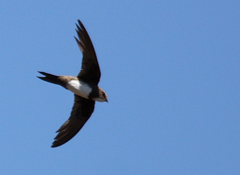 Alpine Swift