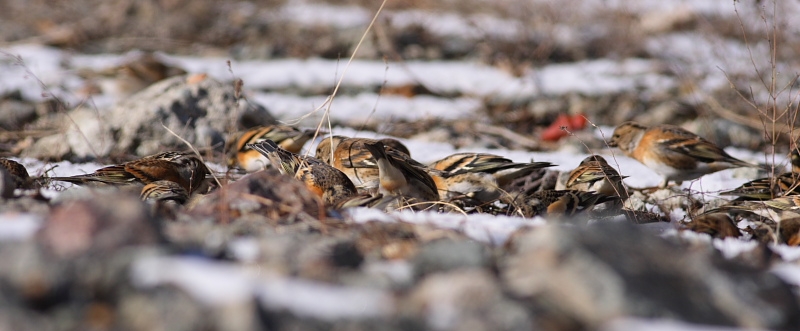 Brambling
