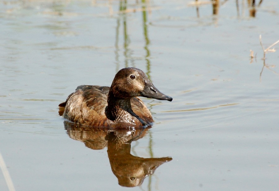 Common Pochard
