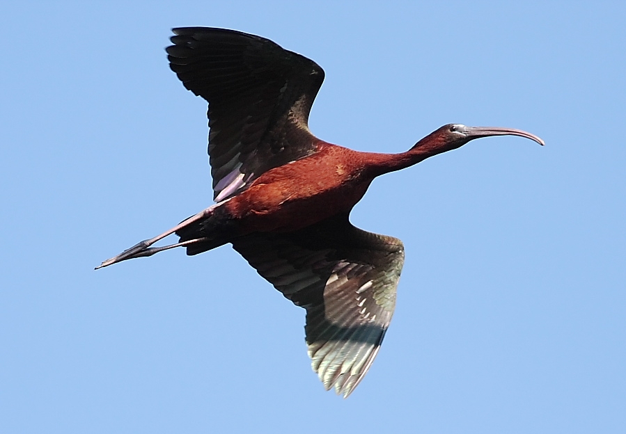 Glossy Ibis