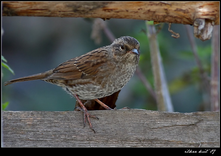 Dunnock