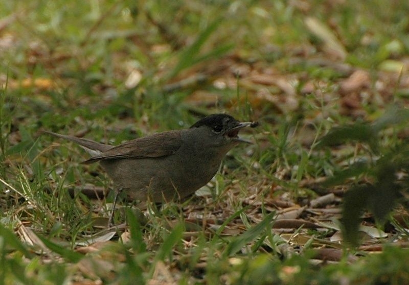 Eurasian Blackcap