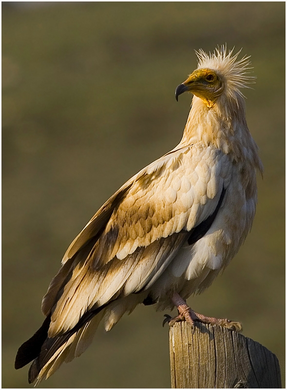 Egyptian Vulture