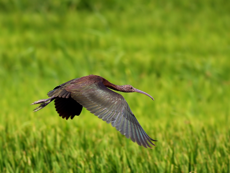 Glossy Ibis