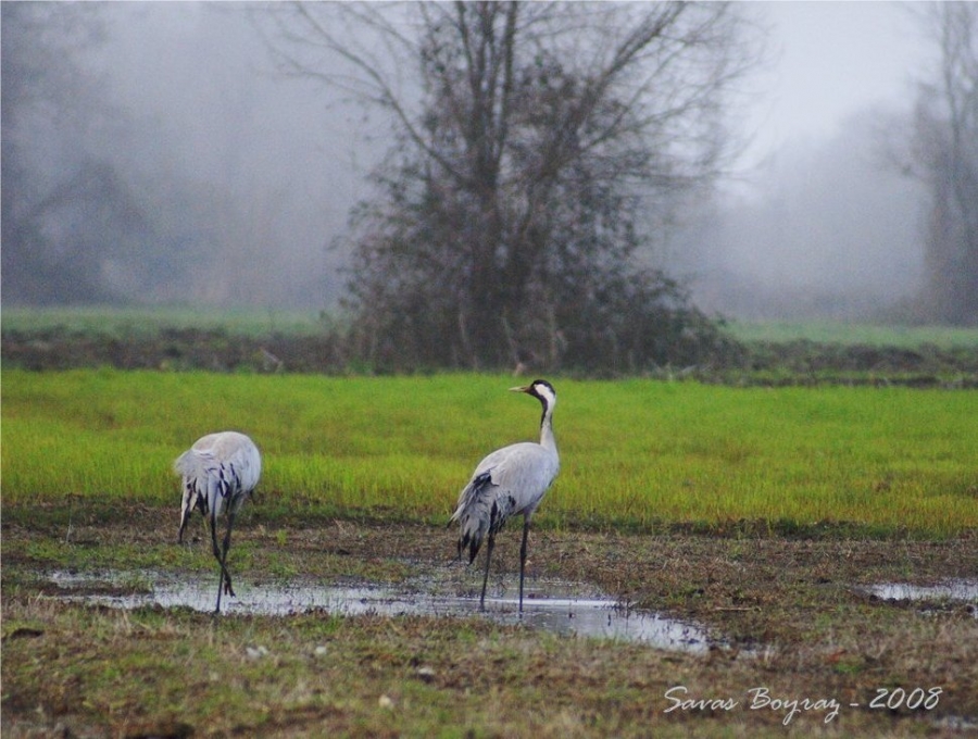 Common Crane